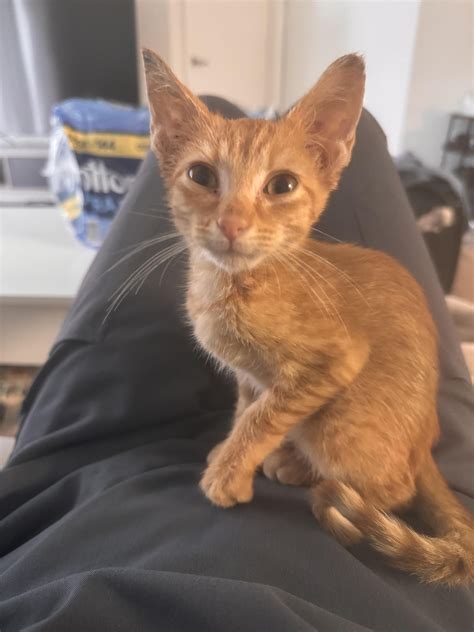 Domestic Shorthair Homeward Trails Animal Rescue | Pet Adoption In VA,