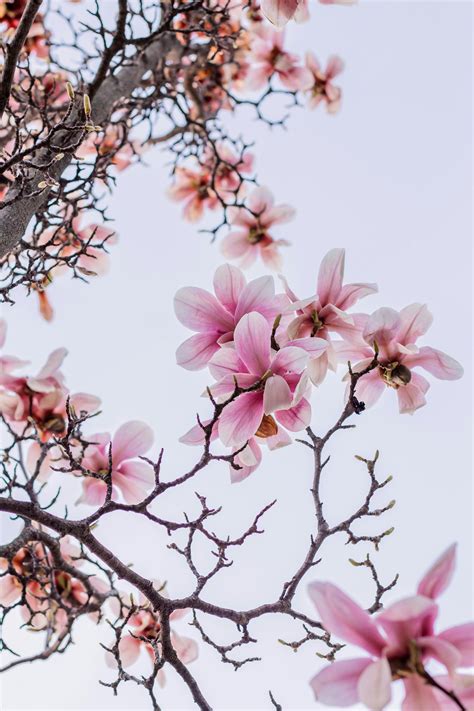 tween budding      tween budding stock