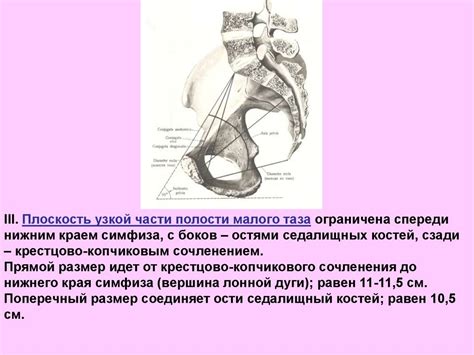 Анатомия и физиология женских половых органов - презентация онлайн
