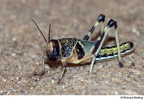 Бөхөн (Saiga tatarica L)