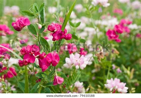 Beautiful Steppe Flowers Stock Photo 79610188 | Shutterstock