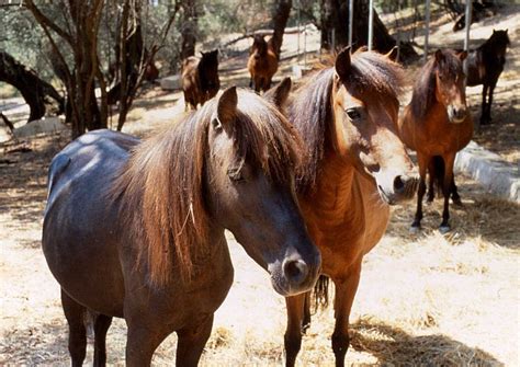Pin auf Horse breeds