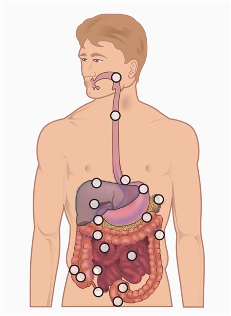 gi anatomy diagram quizlet