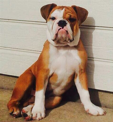 Are Serrano Bulldog Aggressive