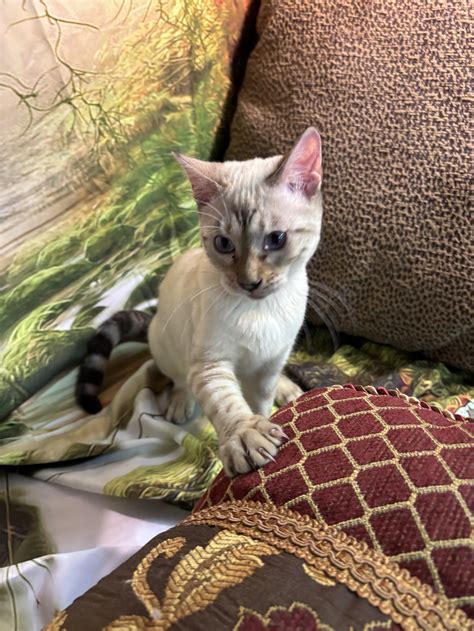 Bengal Kittens & Cats for Sale | Cats with Cattitude