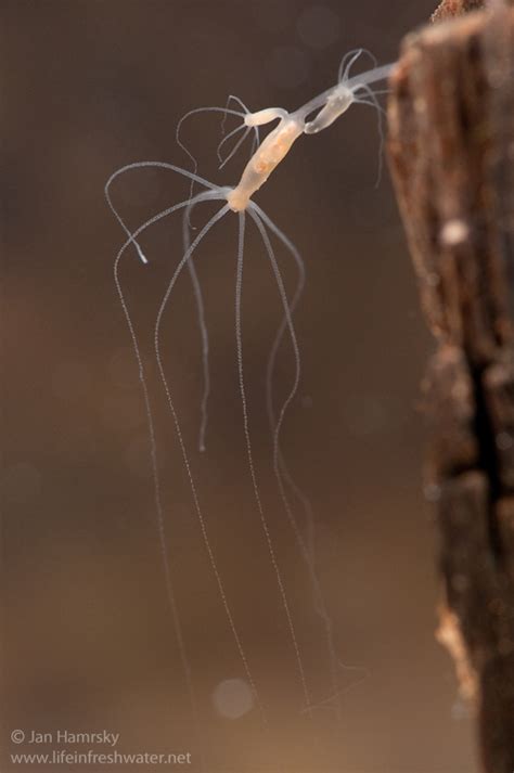 Hydra - LIFE IN FRESHWATER