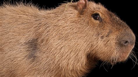 Capybara
