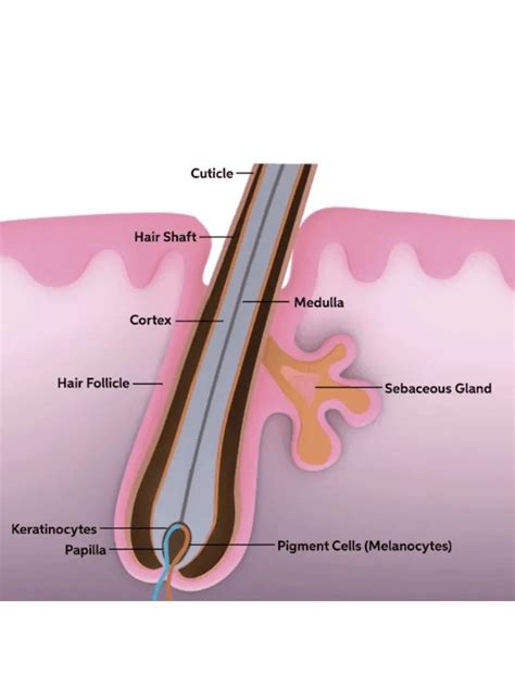 Follicules pileux endommagés 101 | Wella Professionals FR