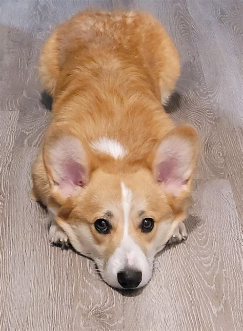 Are Corgis Good Companions at Lucile Hart blog