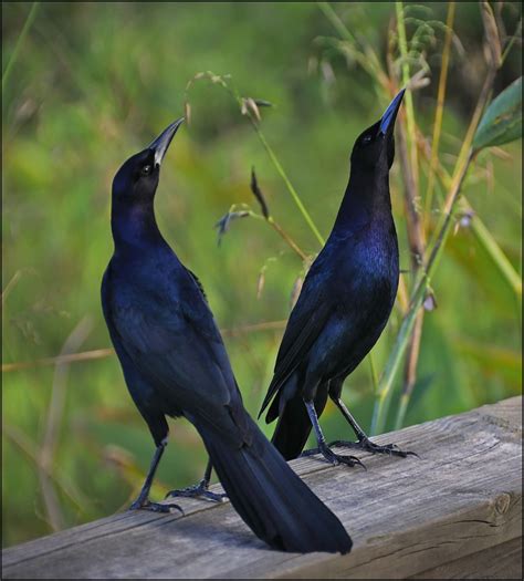 Everglades Wildlife | Raymond Gehman Photography