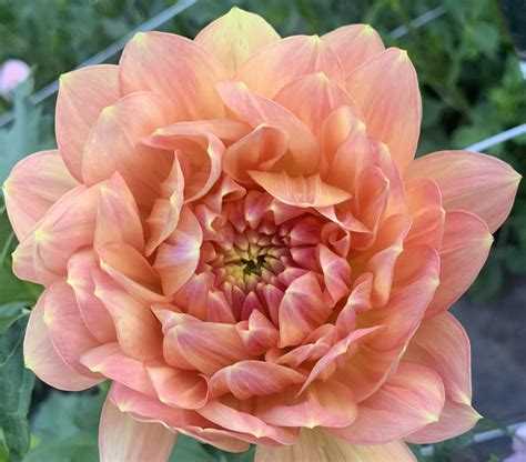 Hollyhill Serenity — Pure Indulgence Blooms