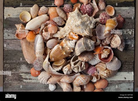 Shells collected from Sanibel Island, Florida Stock Photo - Alamy