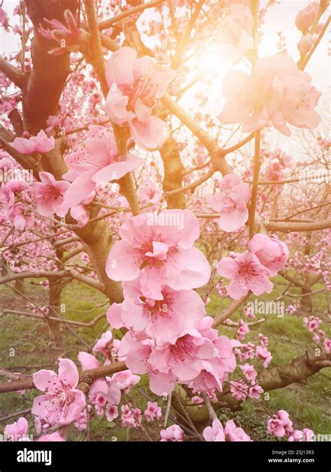 pink peach blossoms  springtime peach flowers  prunus persica