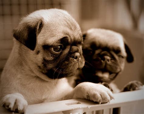 1,900+ Two Pugs Stock Photos, Pictures & Royalty-Free Images - iStock