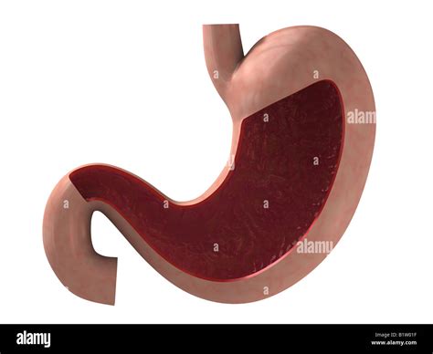 human stomach Stock Photo - Alamy