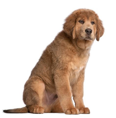 Tibetan Mastiff Golden Retriever Mix