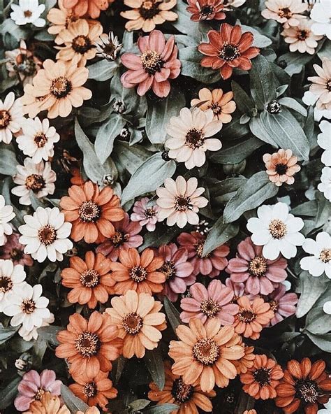 Vintage Flowers Jolie Wallpaper