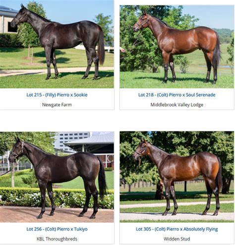 Pierro Sets the Pace | Breednet