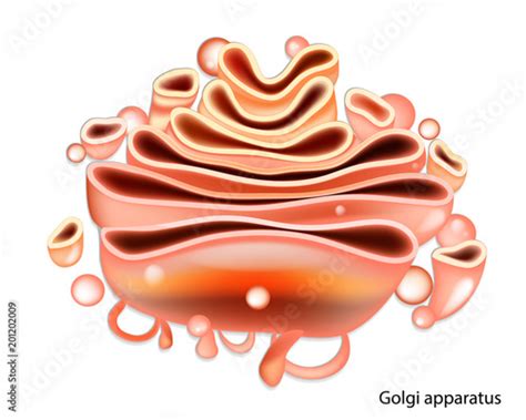 golgi apparatuss #3632489