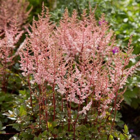 Shop the Spotlight Astilbe | ShrubHub Nursery