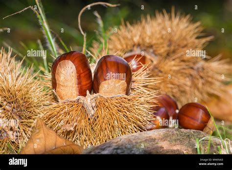 Woodland chestnuts hi-res stock photography and images - Alamy