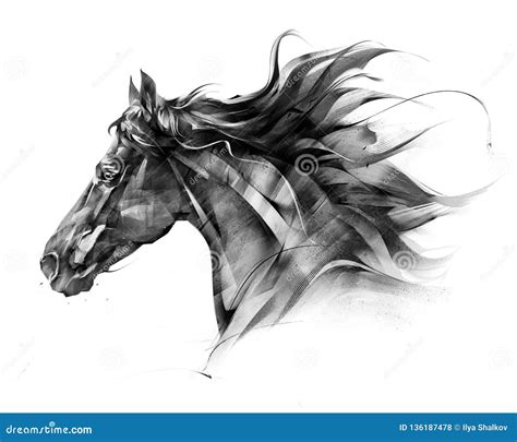 Sketch Side Portrait of a Horse Profile on a White Background Stock ...