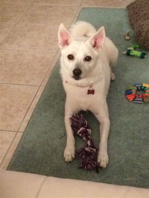 Shiba inu, basenji mix Shiba Inu, Fur Babies, Husky, Cute Animals ...