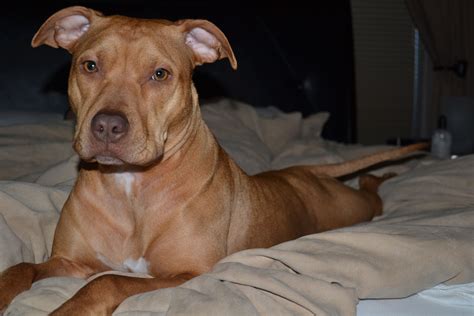 wild animal rescue in the bay area 6