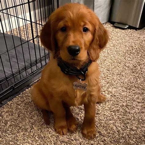 The story of a Golden Retriever/Irish Setter pup #GoldenRetriever # ...