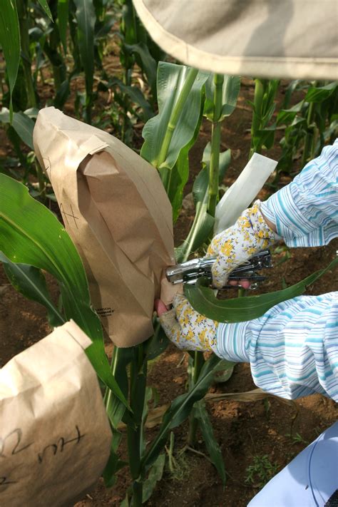 Carolina Genetic Corn: Seeds to Finished Product - Carolina Knowledge