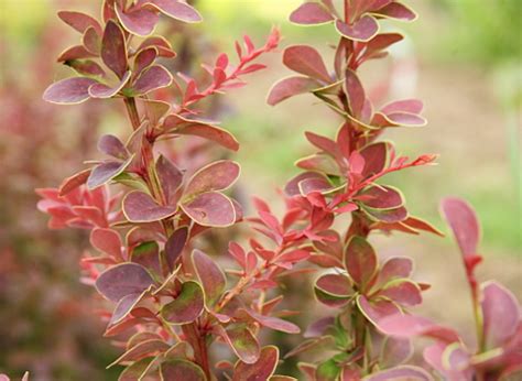 Барбарис Тунберга Коронита. (Berberis thunbergii Coronita) С3 купить в ...