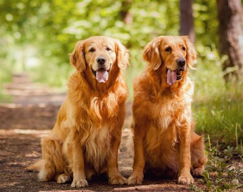 Full Grown Golden Retriever