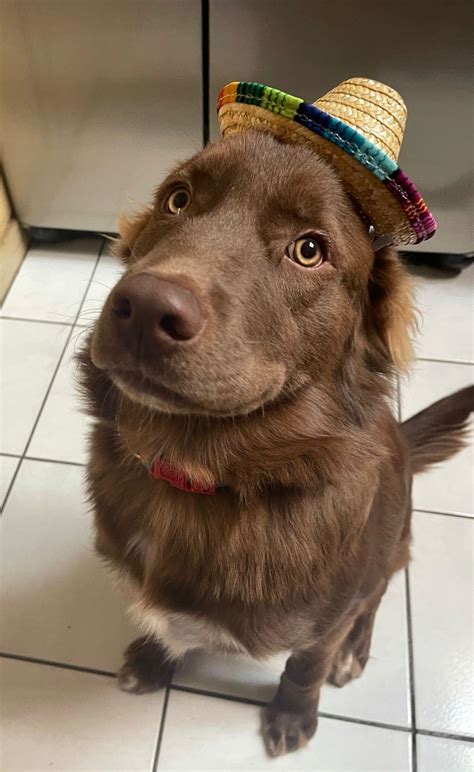 Dog for adoption - Honey, a Labrador Retriever in Billings, MT | Petfinder