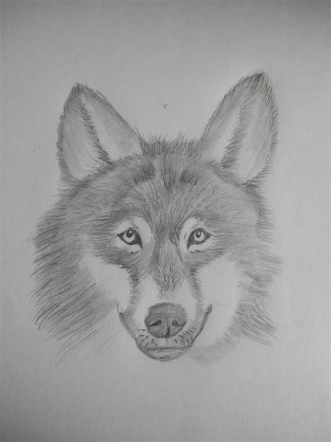 Amateur Drawing at PaintingValley.com | Explore collection of Amateur