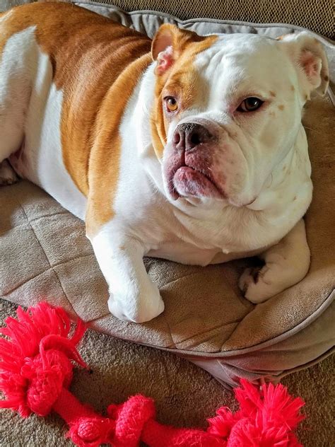 english bulldog pet  photo  pixabay pixabay