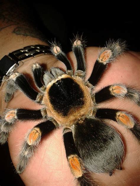Tynte Tarantulas
