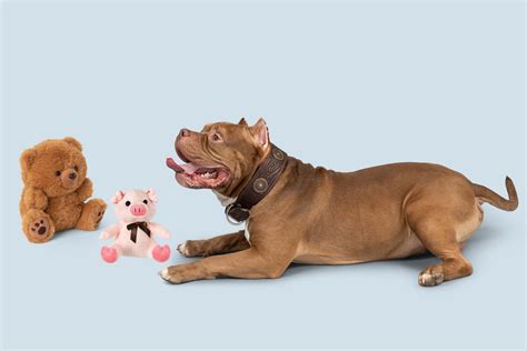 Mental Stimulation For Dogs: 5 Easy Ways 🤓 - Dogs of Australia
