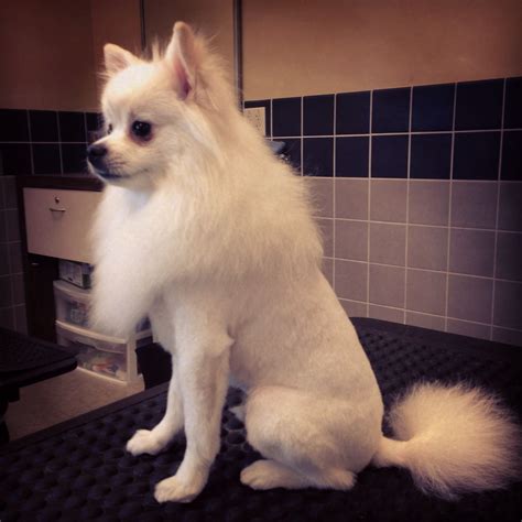 Pomeranian Lion Cut, dog grooming Groomed by Jackie Chapman