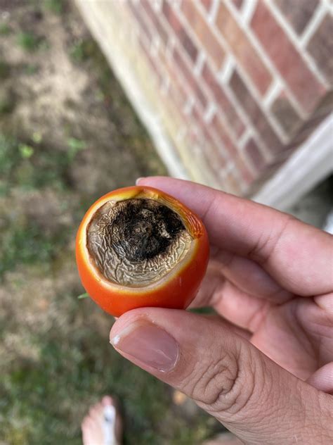 Tomato issue, help welcomed : r/gardening