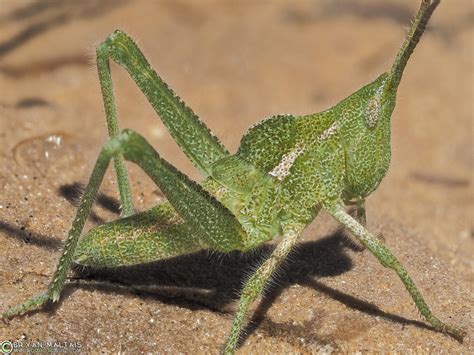 Grasshopper Bug
