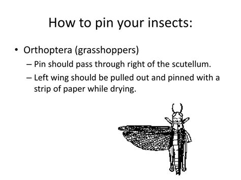 PPT - Guide to Pinning Insects PowerPoint Presentation, free download ...