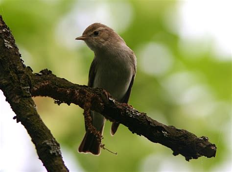Birds – Animals in Bulgaria