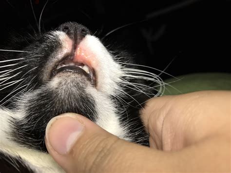 My Cat Has A Swollen And Red Upper Lip! | TheCatSite