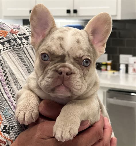 New Shade Isabella Merle French Bulldog For Sale | Wild Blue