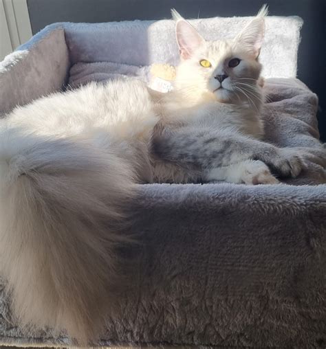 are iris toxic to cats 9