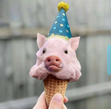 Thanks i hate pig ice cream : r/TIHI