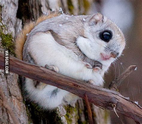 A Japanese Flying Squirrel - 9GAG