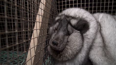 Ernstig dierenleed bij vetgemeste vossen in Finland - YouTube