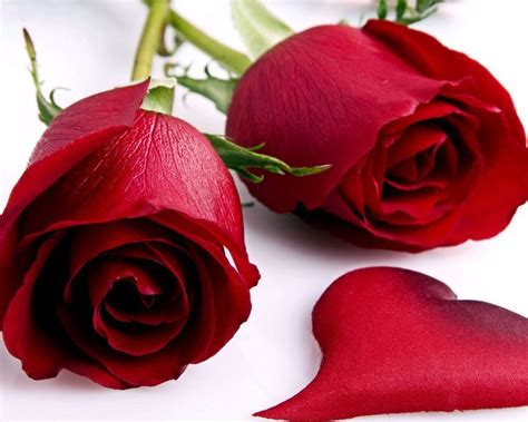 special flowers - bloom rose Photo (28811008) - Fanpop