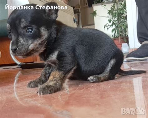 Пинчер на 2 месеца в Пинчер в гр. Варна - ID44141945 — Bazar.bg